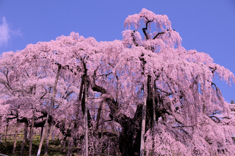 春 お花見へ出かけよう 福島県の桜の名所4選をご紹介します Skyticket 観光ガイド