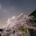 根尾谷淡墨ザクラ　