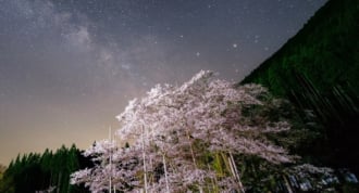 根尾谷淡墨ザクラ　