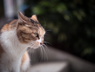 江の島が「猫島」と呼ばれる理由とは！？