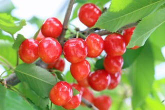 山形県のご当地グルメ7選！(画像は佐藤錦のさくらんぼ)