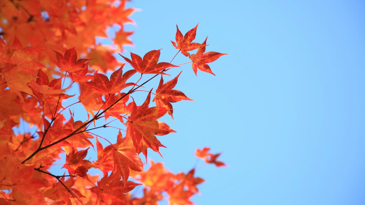 出雲の鰐淵寺は紅葉の時期がおすすめ 周辺の観光スポットもご紹介 Skyticket 観光ガイド