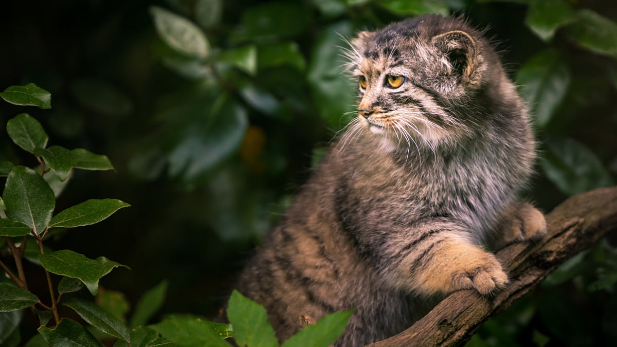 動物とふれあいがいっぱい 那須動物王国 へ行ってみよう Skyticket 観光ガイド