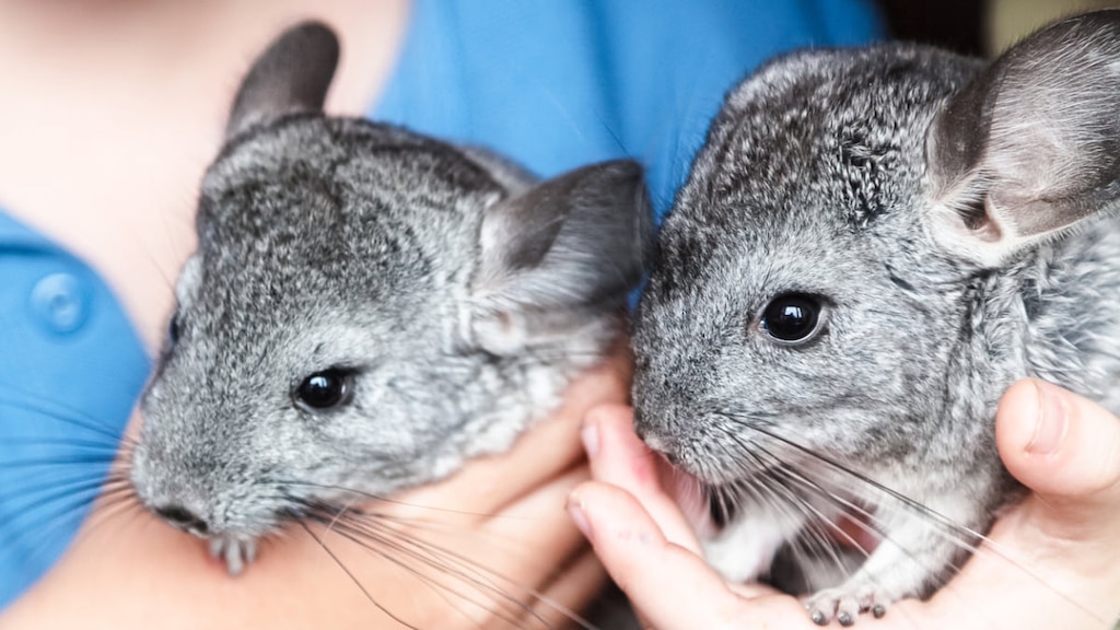 【関東】チンチラと触れ合えるスポット紹介💗🐭