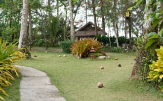 タイのクート島内のヤシの木とココナッツ