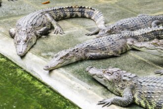 サムットプラーカーンにある世界最大のワニ園のクロコダイルファーム