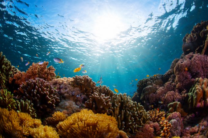 石垣島はサンゴのパラダイス サンゴ礁の楽しみ方 スポットまとめ Skyticket 観光ガイド
