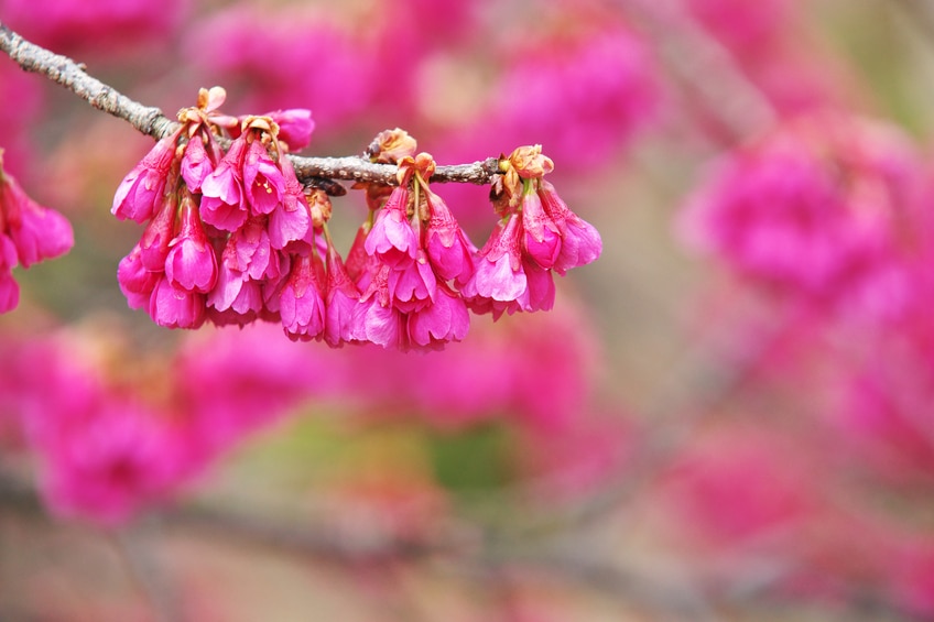 沖縄で桜を見たい！～日本最速桜を楽しむ～