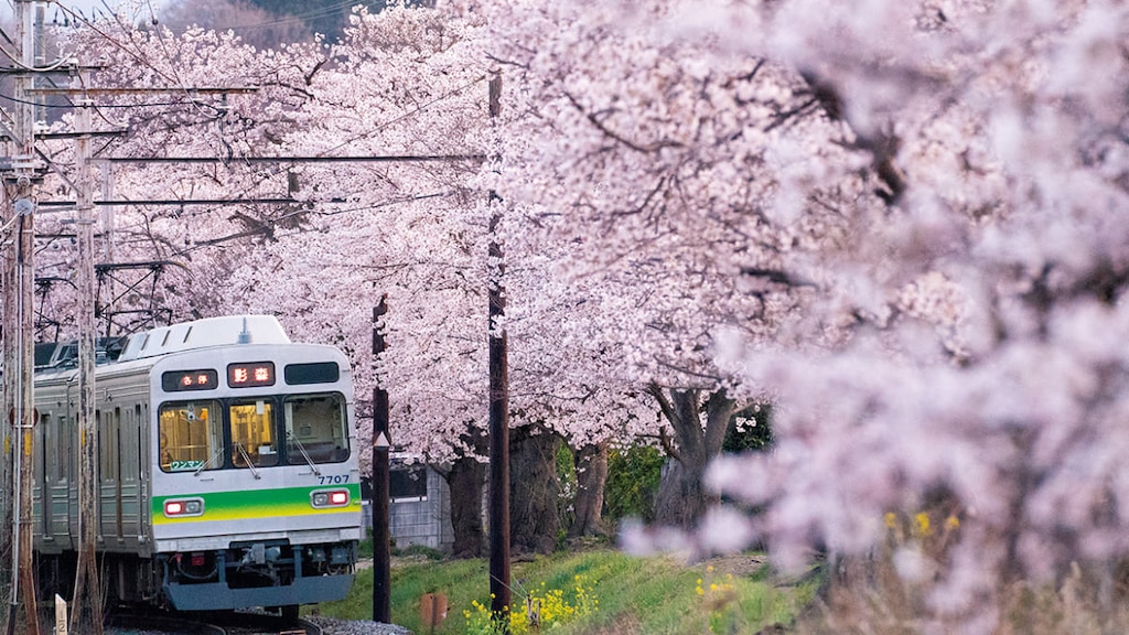 秩父鉄道 「でんしゃでおでかけ♪キャンペーン」イチゴ狩り、芝桜、長瀞etc.｜2020年4/1～5/31☆記念品プレゼント