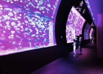 約1万匹のクラゲが泳ぐ