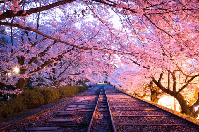 京都　桜満開の蹴上インクライン（春）