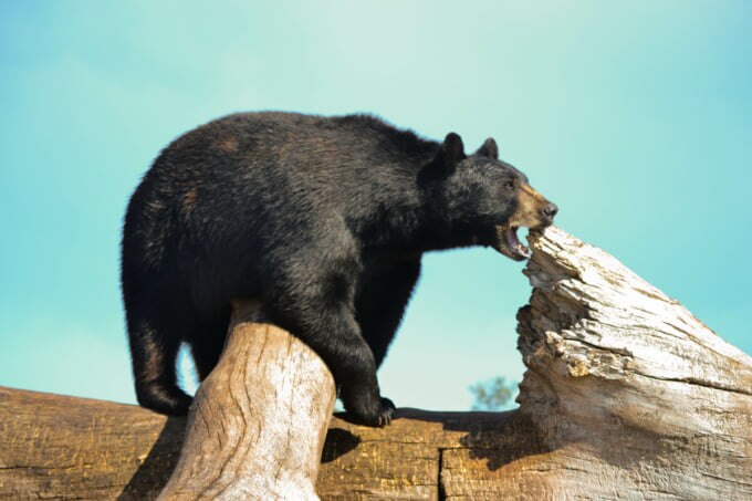 サウスダコタ州の観光街・ラピッドシティのおすすめ観光スポット4選 skyticket 観光ガイド