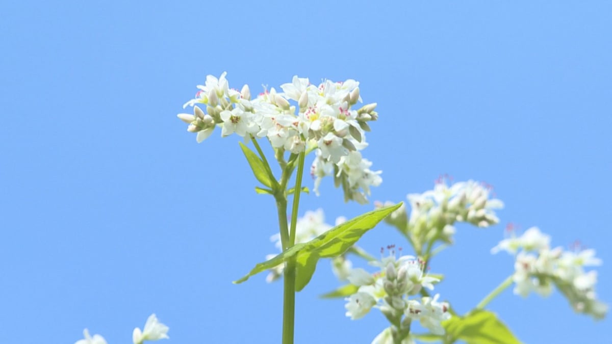 まるで桃源郷 徳島県三好市東祖谷の そばの花 が見頃 Skyticket 観光ガイド