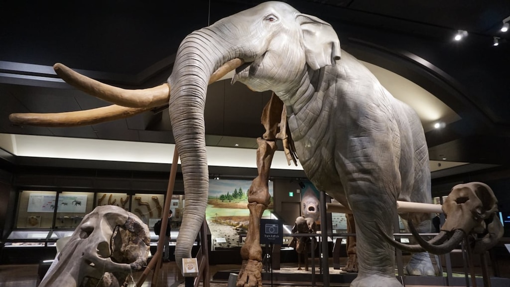 滋賀県立琵琶湖博物館が6年の時を経てリニューアル！巨大な半骨半身のゾウがお出迎え