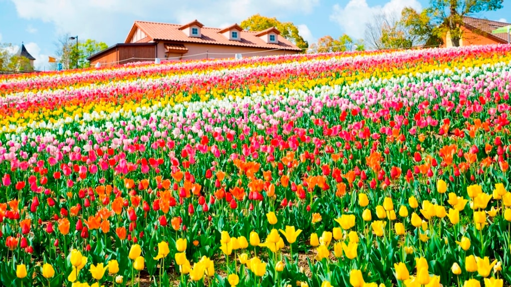 堺・緑のミュージアム ハーベストの丘で「さかいチューリップフェスタ」を2020年4月に開催！