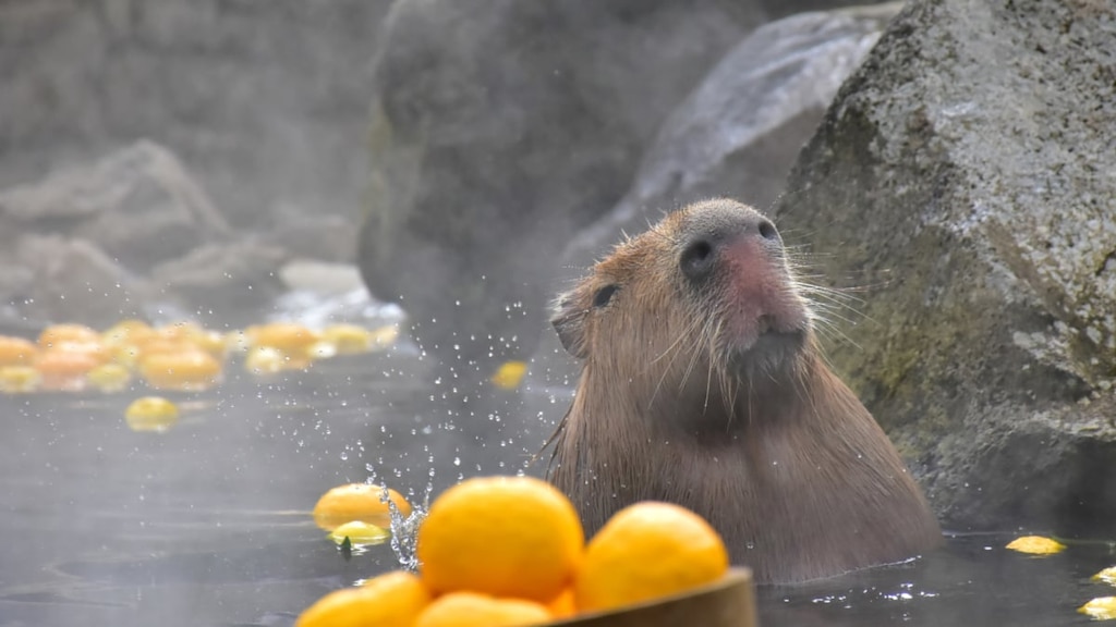 【GoTo対象】伊豆の冬の風物詩！伊豆シャボテン動物公園でカピバラの露天風呂に癒される