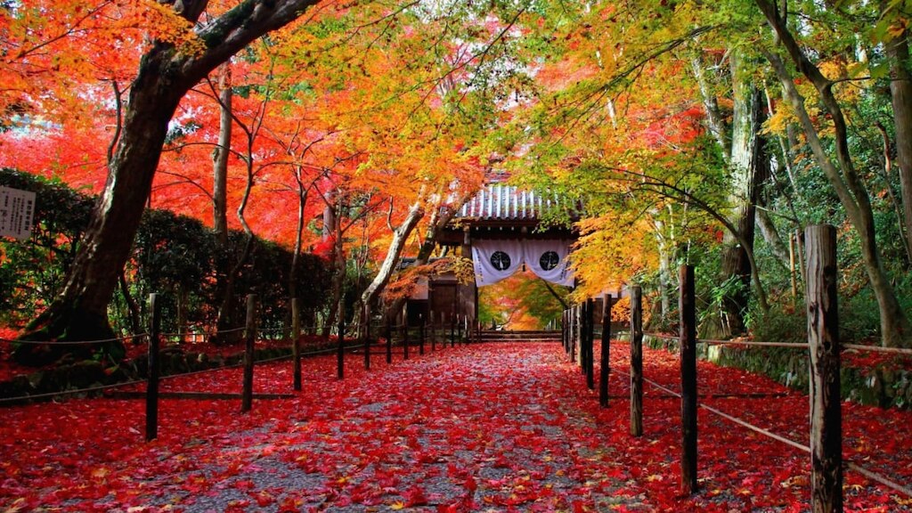 【京都】時期をずらして“散り始め”の景色を楽しむ！穴場紅葉スポット10選