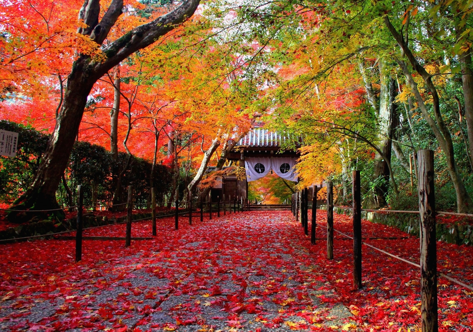 京都 時期をずらして 散り始め の景色を楽しむ 穴場紅葉スポット10選 Skyticket 観光ガイド