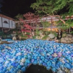 雨引観音のアジサイ