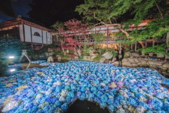 雨引観音のアジサイ