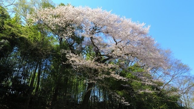 埼玉県北本市の観光スポット10選。桜とビオトープが魅力の自然体のまち！