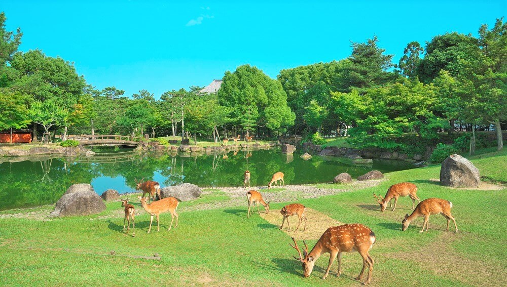 奈良公園で鹿に会える場所はここ！自然豊かな公園で癒されよう