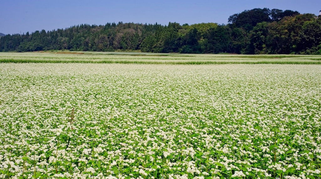 山形県大石田町のおすすめホテルをご紹介｜名店がズラリ！「そばの里」