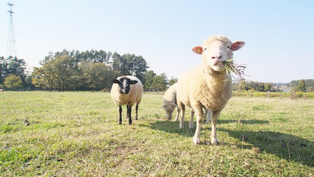 北海道の夕張郡にある癒しの牧場🐐🌱ハイジ牧場で動物たちと触れ合おう！