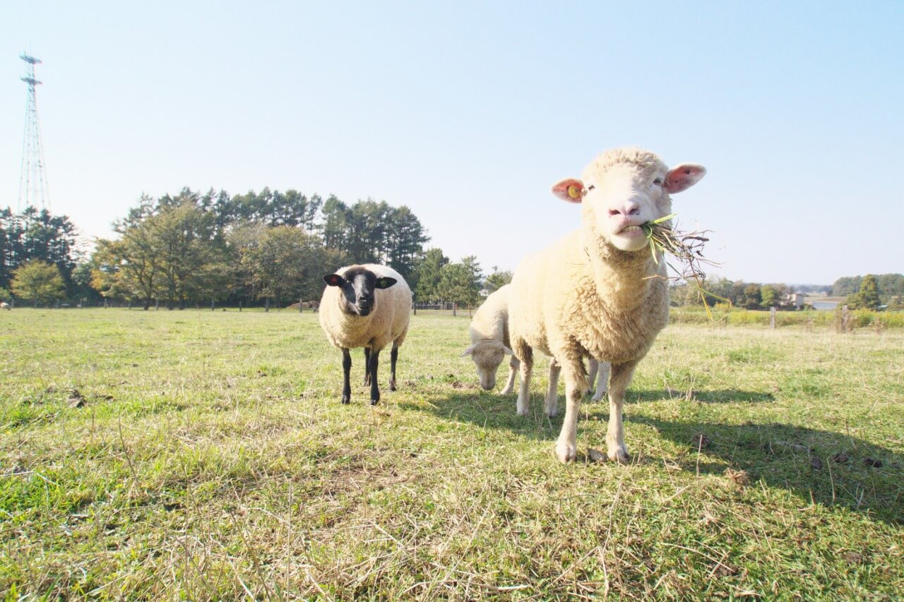 北海道の夕張郡にある癒しの牧場 ハイジ牧場で動物たちと触れ合おう Skyticket 観光ガイド