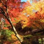 湖東三山　西明寺