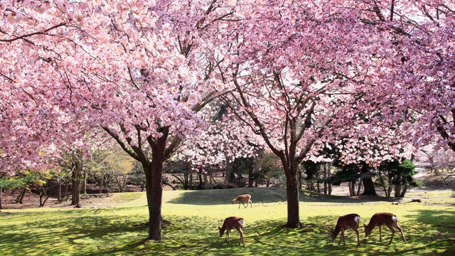 春のおでかけにおすすめ 奈良県の桜 鹿 歴史を楽しむ観光スポット9選 Skyticket 観光ガイド