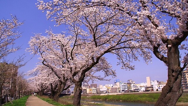 福井県各地のとっておきの桜のお花見スポット5か所と開花時期