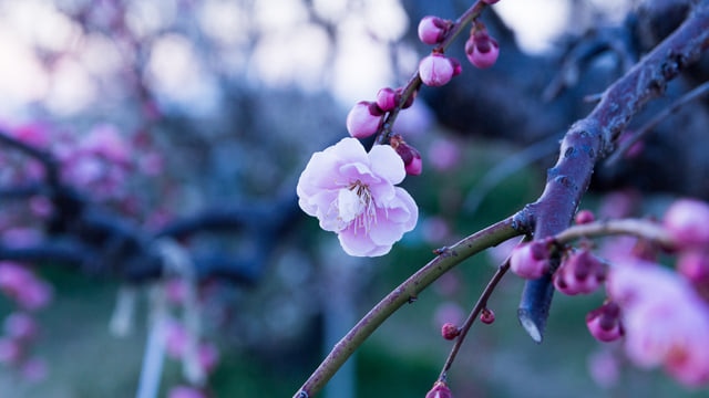 旅を愉快にする岐阜県安八町の愛される観光スポット7選