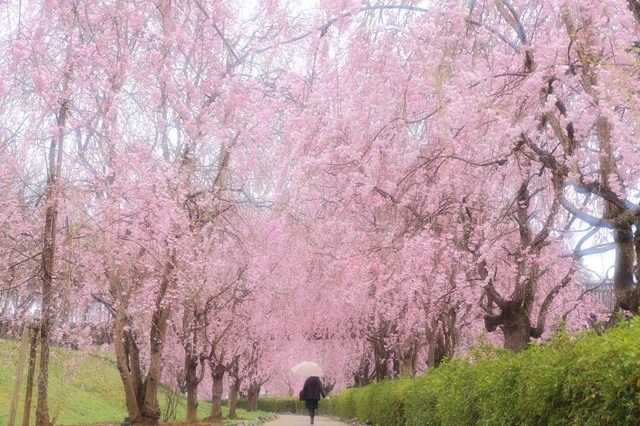 ここだけは抑えておきたい！茨城の桜の名所4選