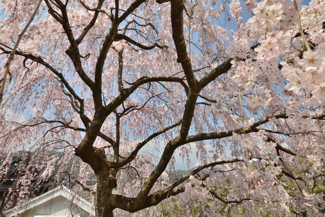 ぽかぽか陽気に包まれて桜満開！春の徳島を楽しめる観光スポット5選