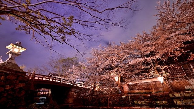 滋賀県のイチオシ観光スポット・美しい桜の名所5選をご紹介