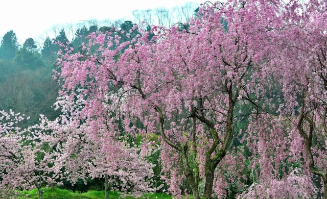 春はお花見 行ってみたい徳島の桜の名所5選 Skyticket 観光ガイド