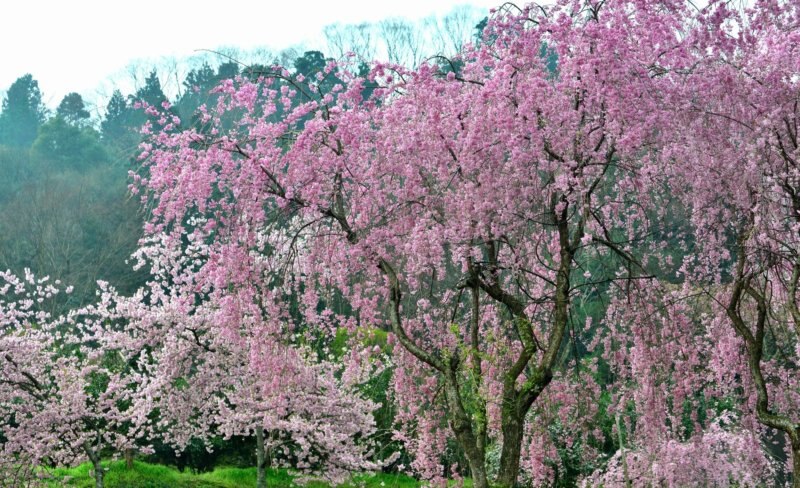 春はお花見！行ってみたい徳島の桜の名所5選