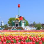 砺波チューリップ公園