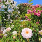 横浜イングリッシュガーデン