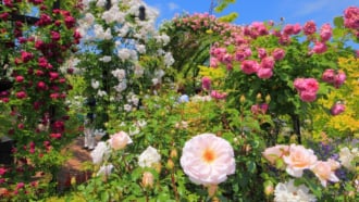 横浜イングリッシュガーデン