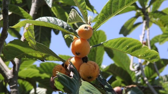 千葉県のお土産6選｜高級品や特産落花生などが豊富！？