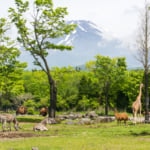 富士サファリパーク