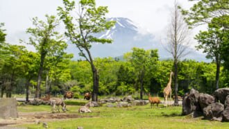 富士サファリパーク
