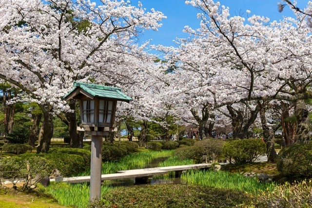 石川県を鮮やかな景色で彩る桜の名所おススメ5選をご紹介！　