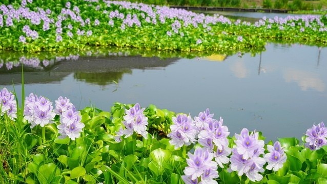 花と美術館に溢れた埼玉県加須市のおすすめ観光スポット15選をご紹介！