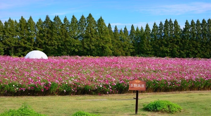 宮崎県・秋のイベントを体験！地域ならではの秋祭り6選