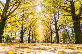 東京　光が丘公園のイチョウ並木