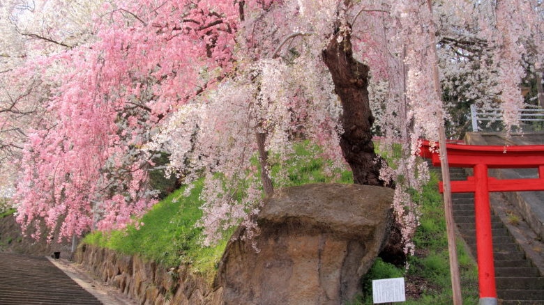 サクランボで有名な山形県の桜の名所・おすすめ花見スポット4選 Skyticket 観光ガイド 8320