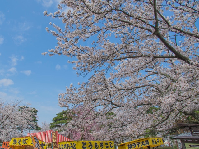 フェニックス！桜の名所！福井市おすすめのお祭りを紹介します